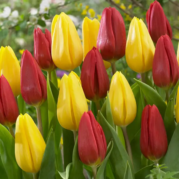 Tulip Strong Blend Tulip Strong Blend