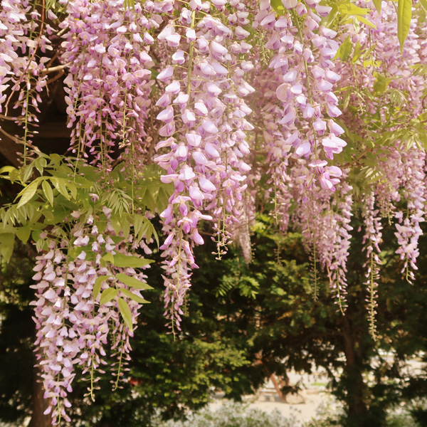 Wisteria Carnea- Pale Pink Japanese Wisteria Carnea- Pale Pink Japanese