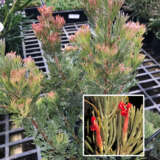 Albany Woolly Bush Albany Woolly Bush