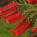 Callistemon Packers Selection Callistemon Packers Selection
