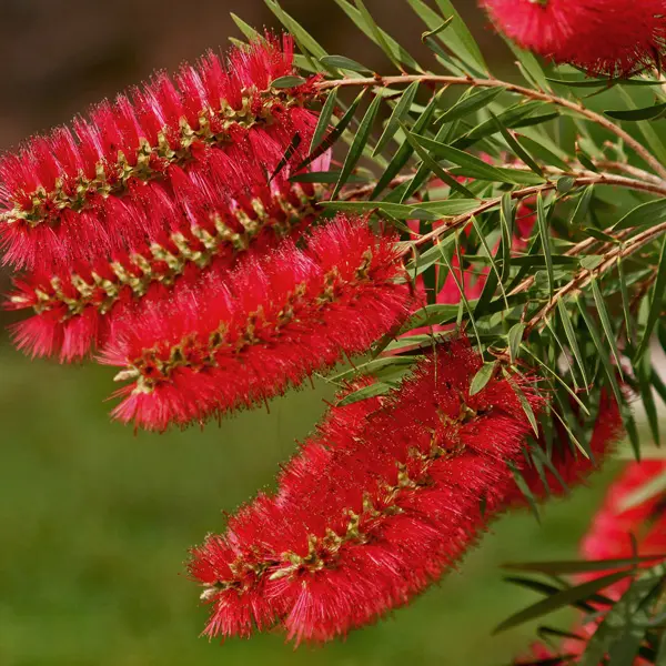Callistemon Packers Selection Callistemon Packers Selection