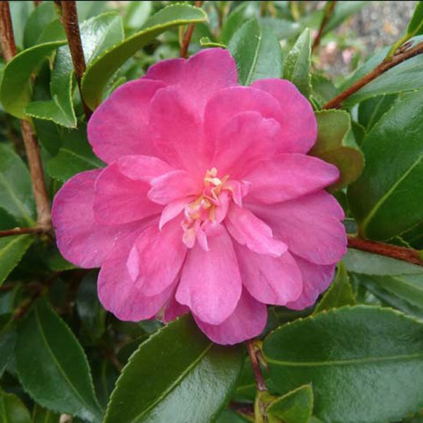 Camellia Paradise Petite Ruby (Pbr) Camellia Paradise Petite Ruby (Pbr)
