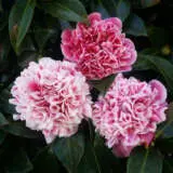 Camellia Volunteer Camellia Volunteer