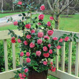 Camellia Volunteer Camellia Volunteer