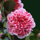 Camellia Volunteer Camellia Volunteer