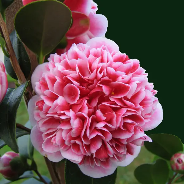 Camellia Volunteer Camellia Volunteer