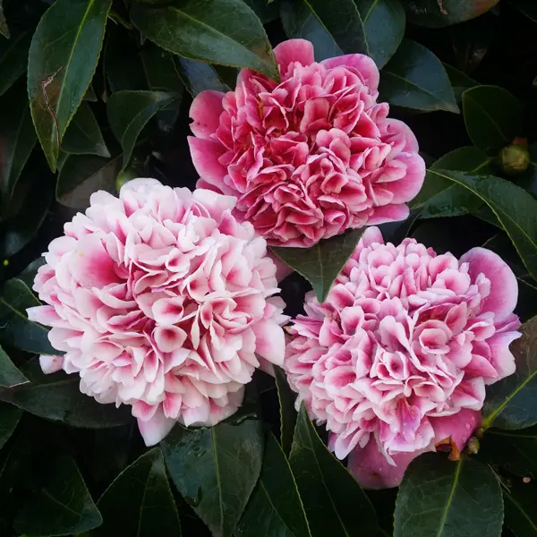 Camellia Volunteer Camellia Volunteer