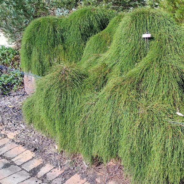 Casuarina It And A Bit Casuarina It And A Bit