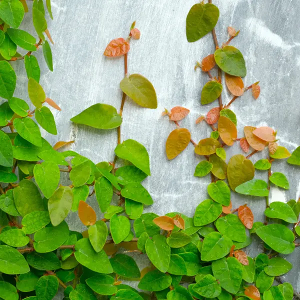 Creeping Fig 68mm Creeping Fig 68mm