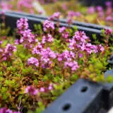 Creeping Red Thyme Creeping Red Thyme