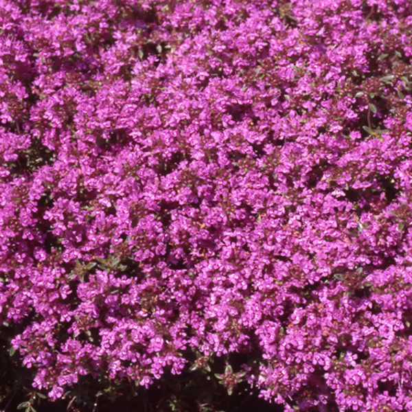 Creeping Red Thyme Creeping Red Thyme