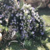 Creeping Rosemary 68mm Creeping Rosemary 68mm
