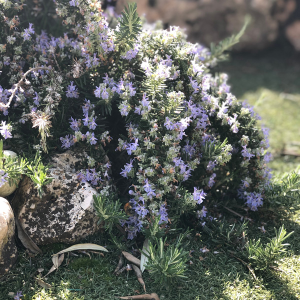 Creeping Rosemary 68mm Creeping Rosemary 68mm