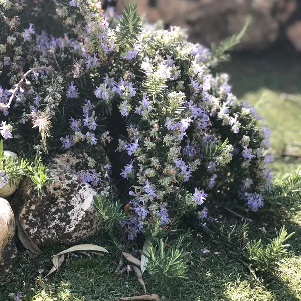 Creeping Rosemary 68mm
