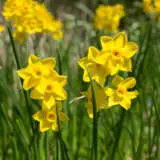 Daffodil Baby Boomer Daffodil Baby Boomer