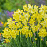 Daffodil Verdin Daffodil Verdin
