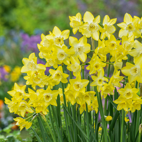 Daffodil Verdin Daffodil Verdin
