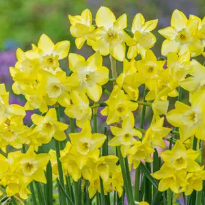 Daffodil Verdin Daffodil Verdin