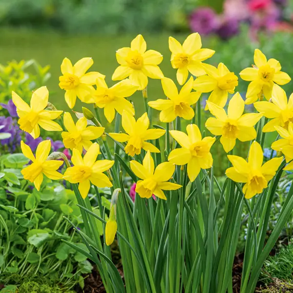 Daffodil Yellow Sailboat Daffodil Yellow Sailboat