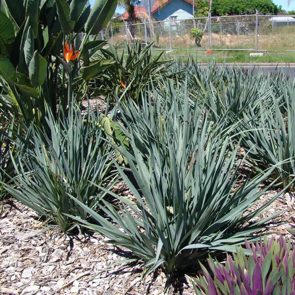 Dianella Cassa Blue (Pbr) Dianella Cassa Blue (Pbr)