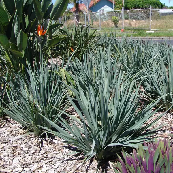 Dianella Cassa Blue (Pbr) Dianella Cassa Blue (Pbr)