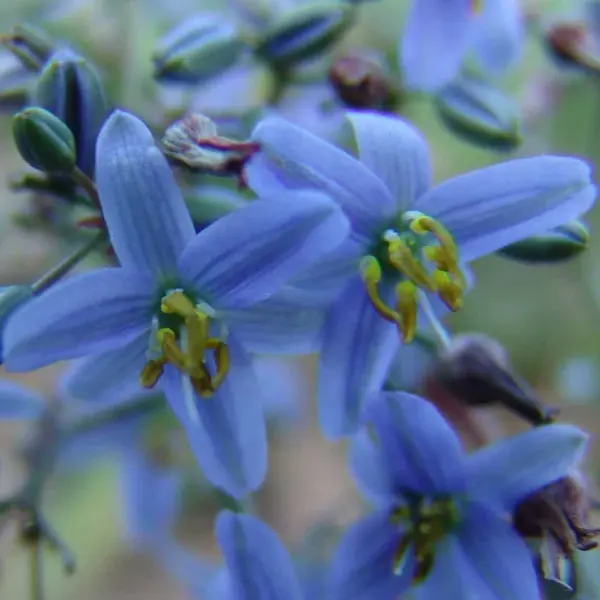 Dianella Cassa Blue (Pbr) Dianella Cassa Blue (Pbr)
