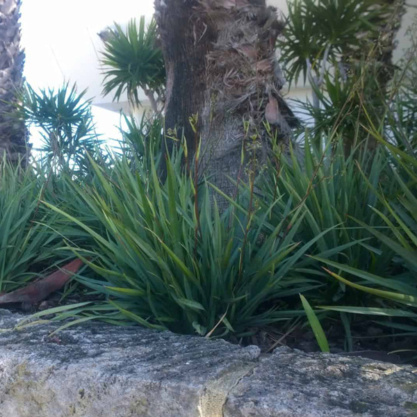 Dianella Cassa Blue (Pbr) Dianella Cassa Blue (Pbr)