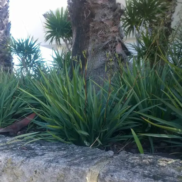 Dianella Cassa Blue (Pbr) Dianella Cassa Blue (Pbr)