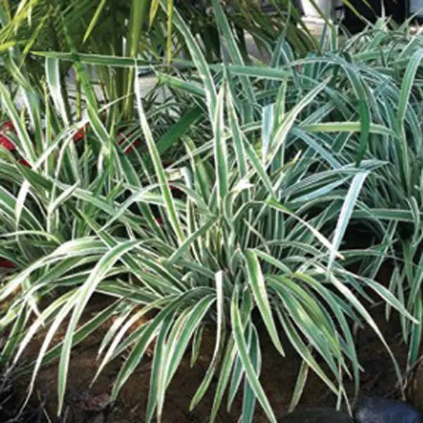 Dianella Wyeena (Pbr) Dianella Wyeena (Pbr)