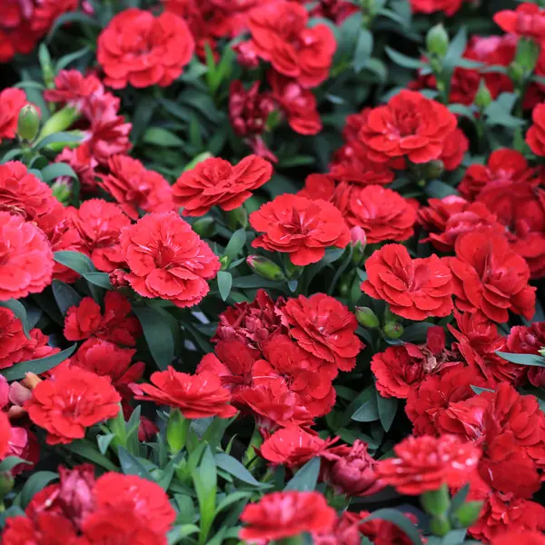 Dianthus Mars 68mm Dianthus Mars 68mm