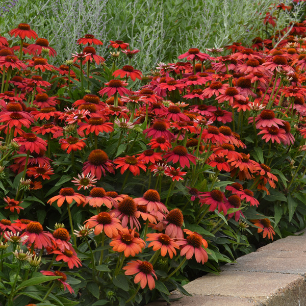 Echinacea Artisan Red Ombre Echinacea Artisan Red Ombre