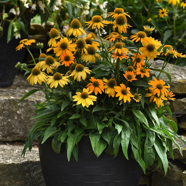 Echinacea Artisan Yellow Ombre Echinacea Artisan Yellow Ombre