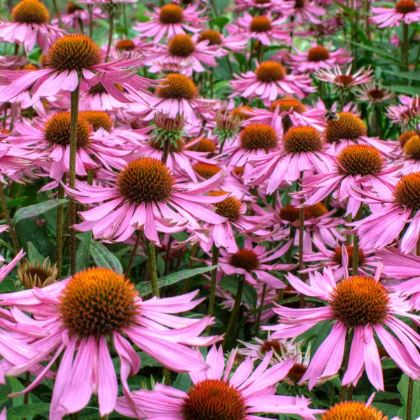 Echinacea Purple Coneflower Echinacea Purple Coneflower
