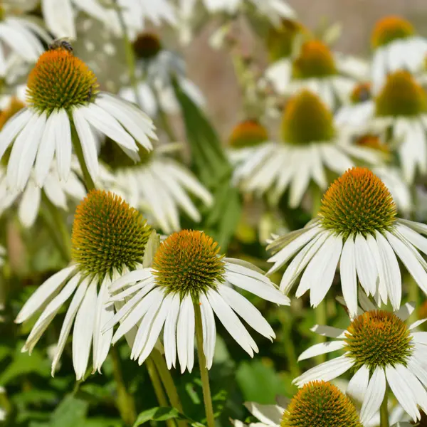 Echinacea White Coneflower Echinacea White Coneflower