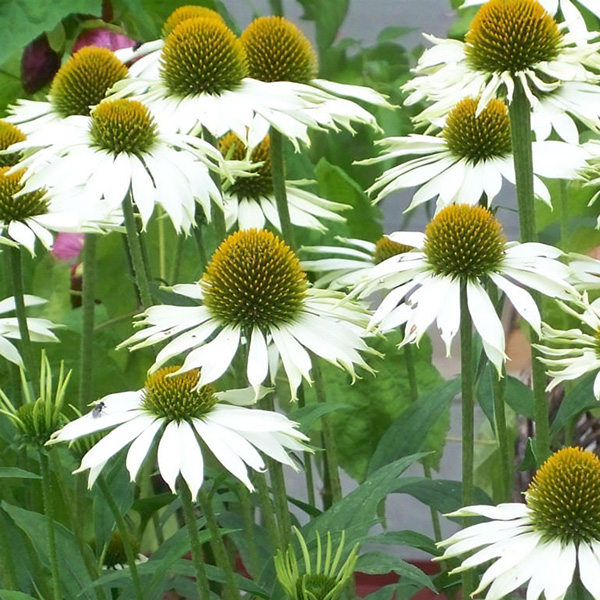 Echinacea White Swan Echinacea White Swan