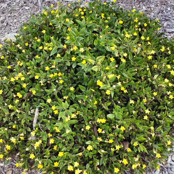 Goodenia Gold Cover Goodenia Gold Cover