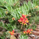 Grevillea Crackles Grevillea Crackles