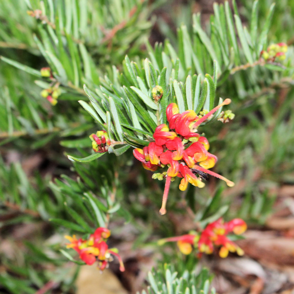 Grevillea Crackles Grevillea Crackles
