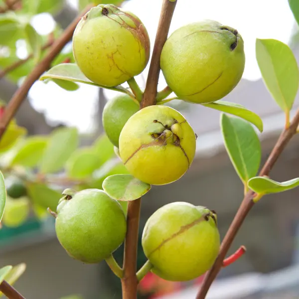 Guava- Yellow Cherry Guava- Yellow Cherry