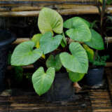 Homalomena Rubescens 68mm Homalomena Rubescens 68mm