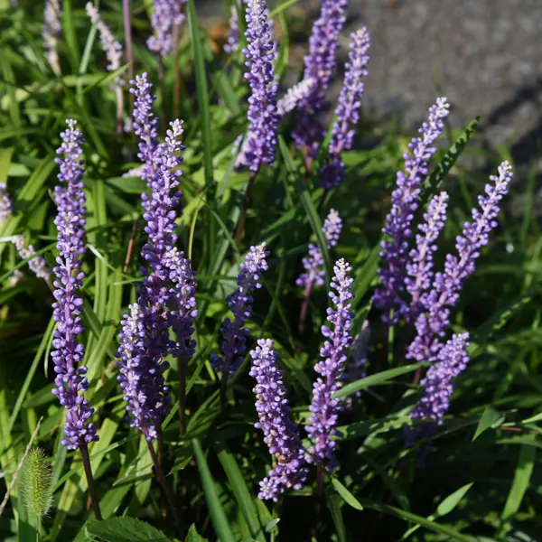 Liriope Muscari 50mm Liriope Muscari 50mm