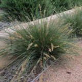Lomandra Shara (Pbr) Lomandra Shara (Pbr)