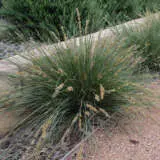 Lomandra Shara (Pbr) Lomandra Shara (Pbr)