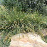 Lomandra Shara (Pbr) Lomandra Shara (Pbr)