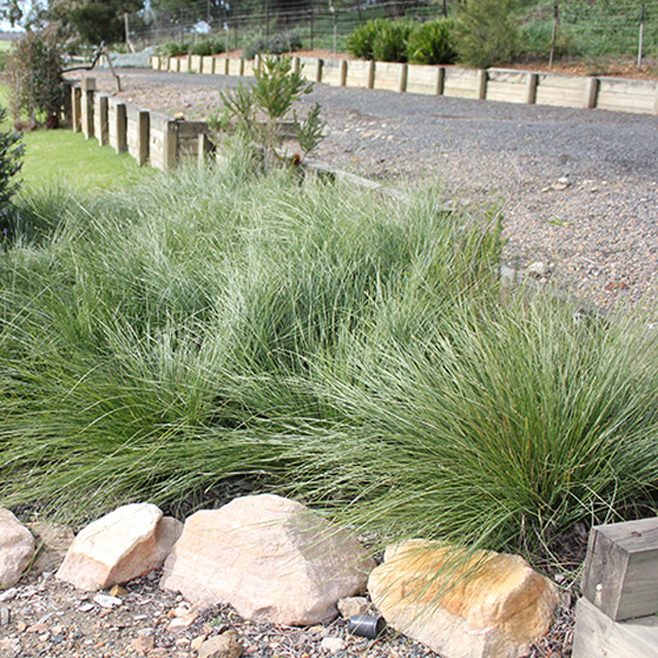 Lomandra Shara (Pbr) Lomandra Shara (Pbr)