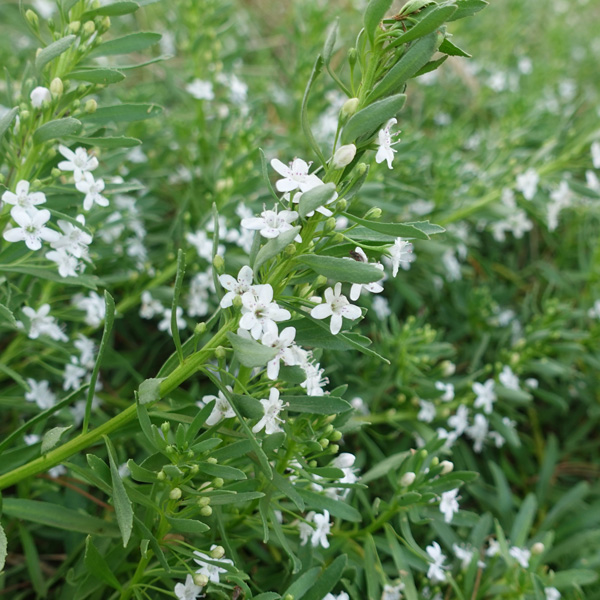 Myoporum Creeping Boobialla White 75mm Myoporum Creeping Boobialla White 75mm