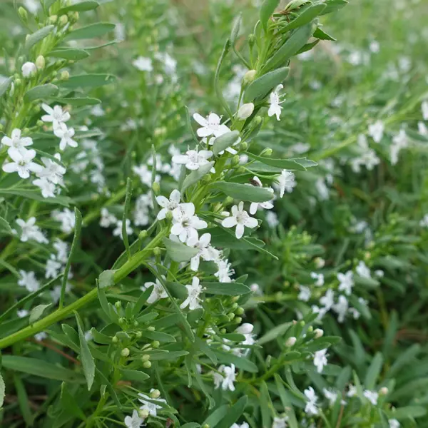 Myoporum Creeping Boobialla White 75mm