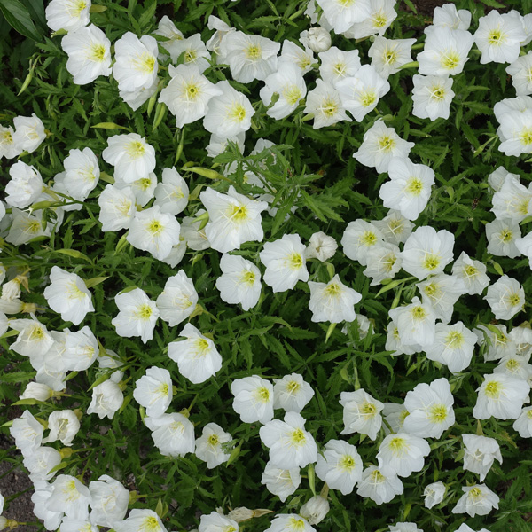 Oenothera White Evening Primrose Oenothera White Evening Primrose