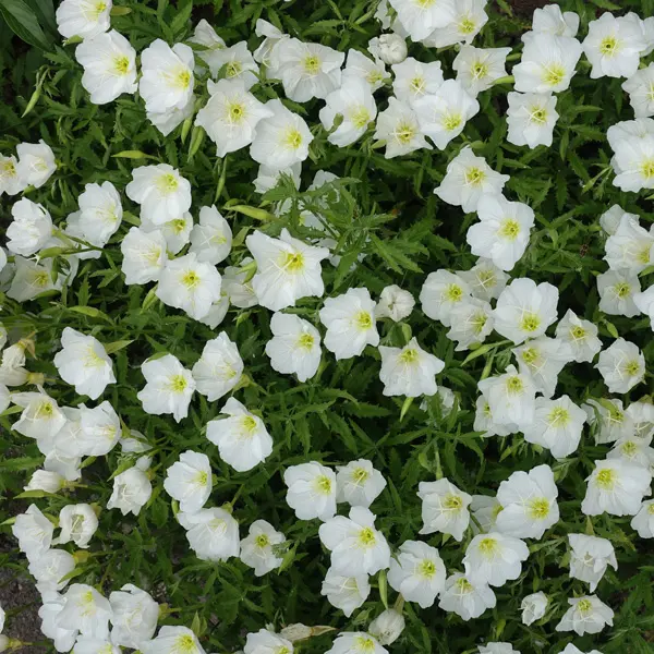 Oenothera White Evening Primrose Oenothera White Evening Primrose