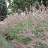 Pennisetum Purple Lea (Pbr) Pennisetum Purple Lea (Pbr)